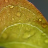 Refrescante lluvia