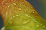 Refrescante lluvia
