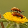 Éxtasis copulador