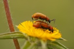 Éxtasis copulador