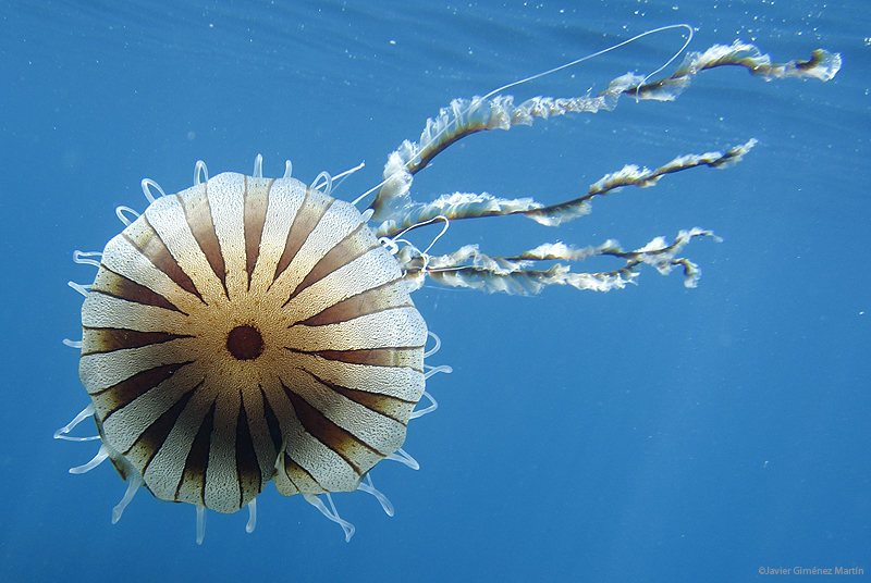 <i>Chrysaora hysoscella</i>