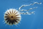 <i>Chrysaora hysoscella</i>