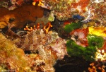 Biodiversidad Mediterranea
