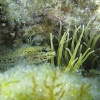 <i>Gobius buchichii</i>