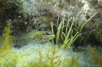 <i>Gobius buchichii</i>