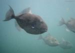 Fantasmas de aguas turbias