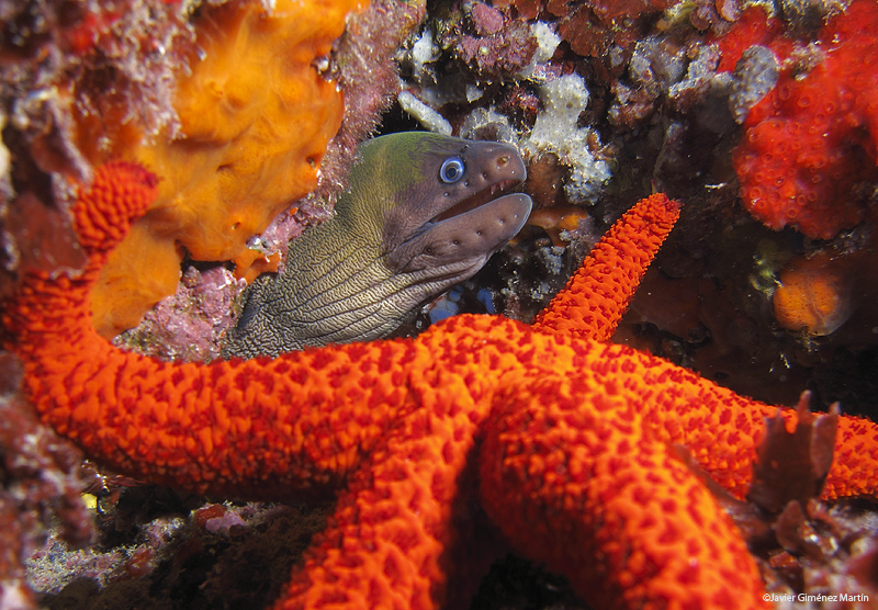 <i>Gymnothorax unicolor</i>
