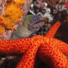 <i>Gymnothorax unicolor</i>