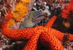 <i>Gymnothorax unicolor</i>