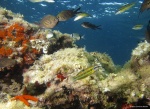 Miscelanea mediterránea