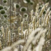 El final de la primavera