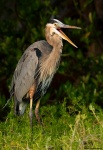 Garza ceniza