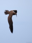 Sula leucogaster juvenil