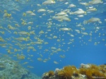Amarillos en el azul