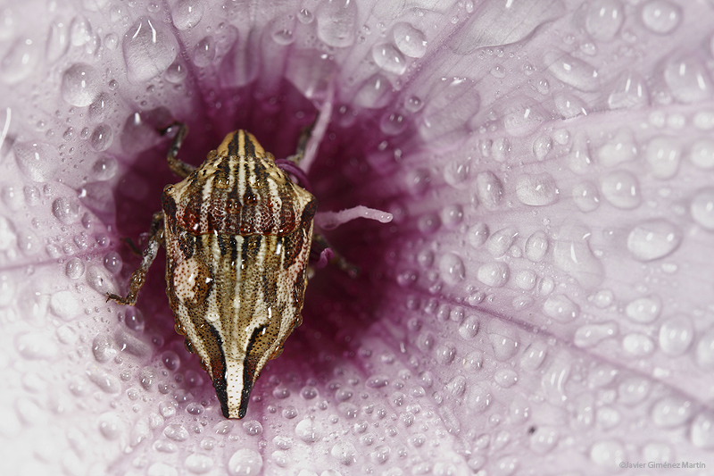 Sumergido en una flor