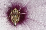 Sumergido en una flor