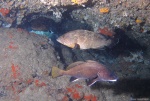 Mero y corva