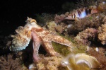 Pulpo y Serrano