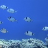 <i>Diplodus vulgaris</i>