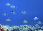 <i>Diplodus vulgaris</i>