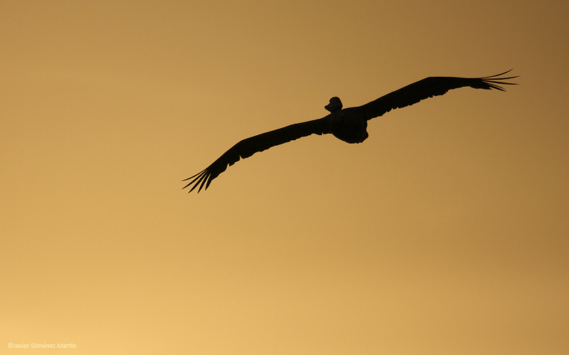 Volando al atardecer
