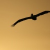 Volando al atardecer
