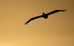 Volando al atardecer