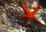 Peces y equinodermos