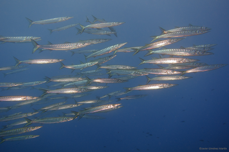 La barracuda del Mediterráneo La barracuda del Mediterráneo