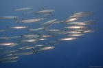 La barracuda del Mediterráneo