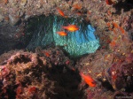Habitantes de cuevas y tuneles submarinos