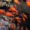 <i>Apogon imberbis</i>