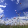 Buscando el cielo
