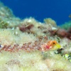 Desapercibido