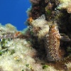 <i>Parablennius pilicornis y Tripterygion delaisi</i>