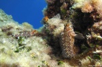 <i>Parablennius pilicornis y Tripterygion delaisi</i>