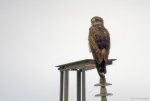Culebrera europea