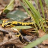 Salamandra 2