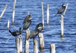 Cormoran grande