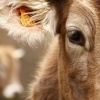 Vacas