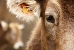 Vacas