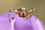 : Invertebrados