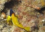 <i>Tripterygion delaisi</i>