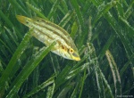 <i>Symphodus roissali</i>