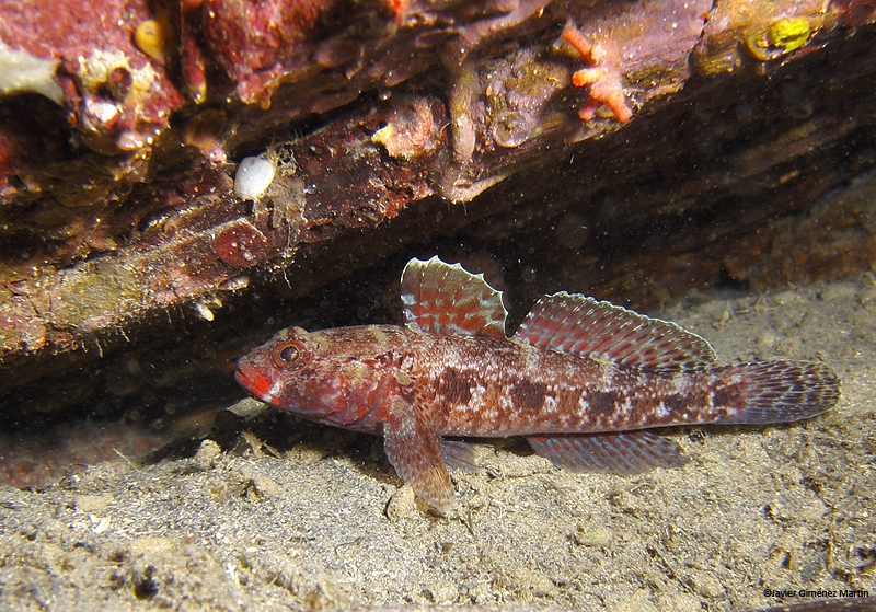 <i>Gobius cruentatus</i> <i>Gobius cruentatus</i>