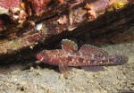 <i>Gobius cruentatus</i>