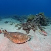 <i>Torpedo marmorata</i>