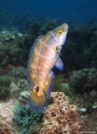 <i>Symphodus mediterraneus</i>