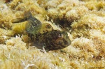 <i>Parablennius incognitus</i>
