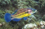 <i>Symphodus tinca</i>